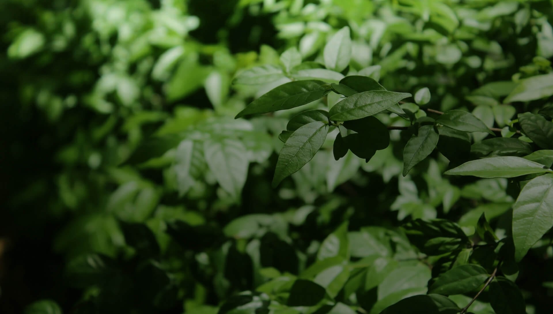 green-printing-hero-bg